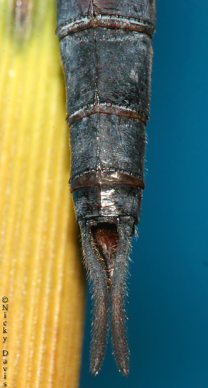 dorsal view of appendages