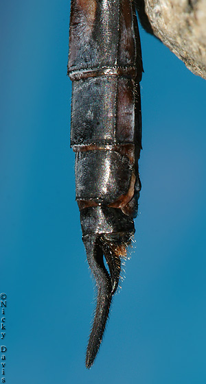 lateral view of appendages