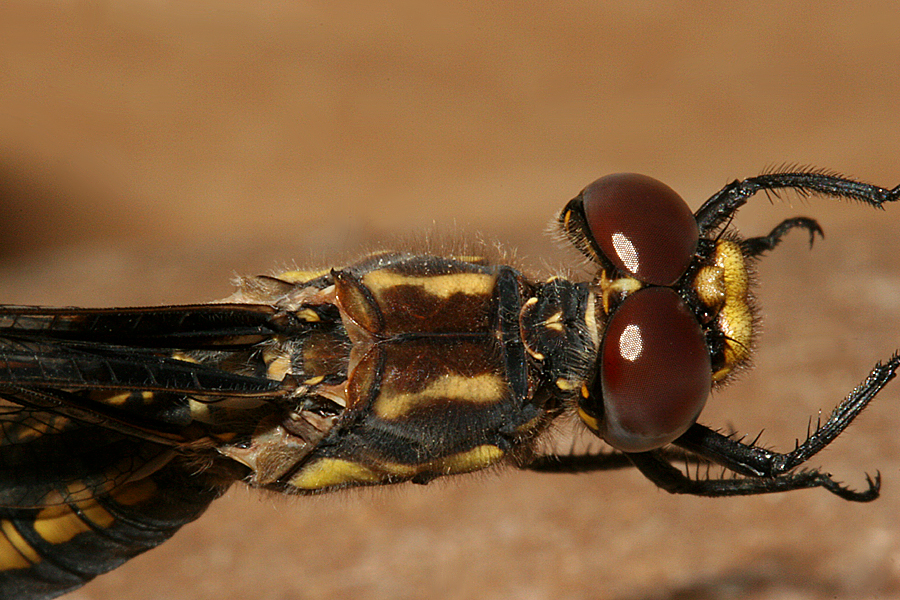 Dorsal View of Thorax