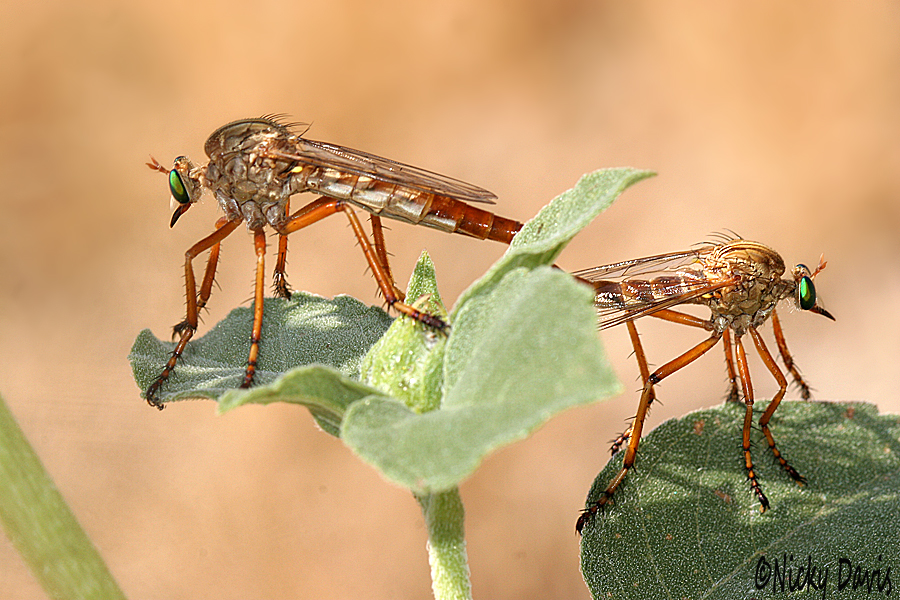 mating pair of Diogmites angustipennis