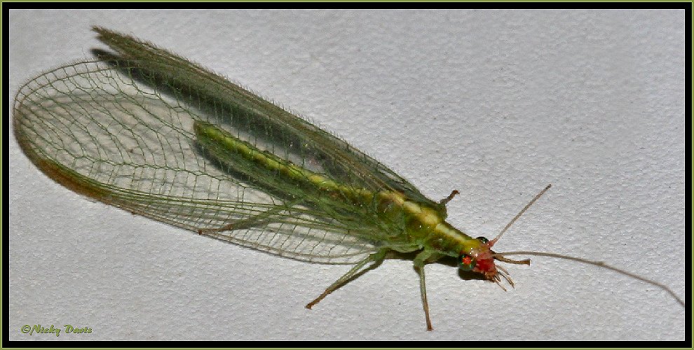 Green Lacywing