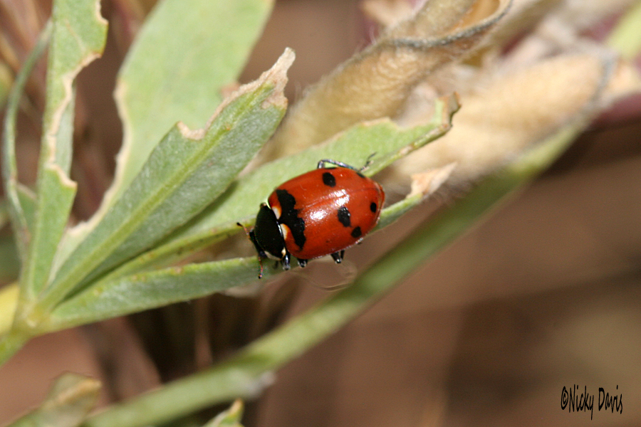 lady bug 1