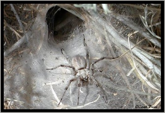 Wolf Spider, in tunnel web,  Arachnida Lycosidae,  Antelope Island, Davis County, Utah  ©CLDavis