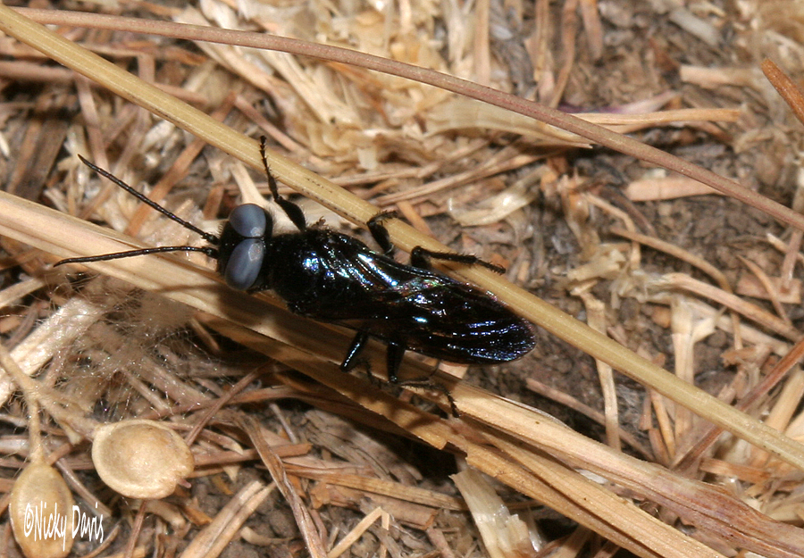 black wasp at Jordanelle