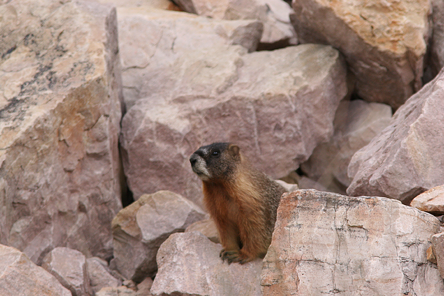 adult marmot