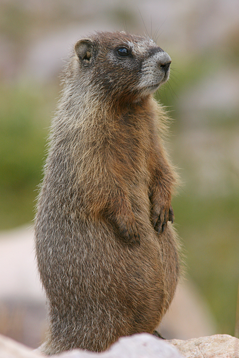 marmot on wrong side of road