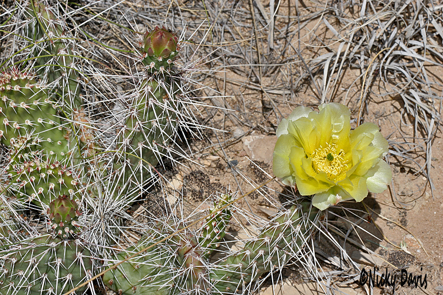 yellow flowered cactus