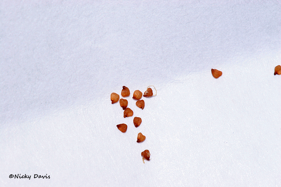 lithops seeds