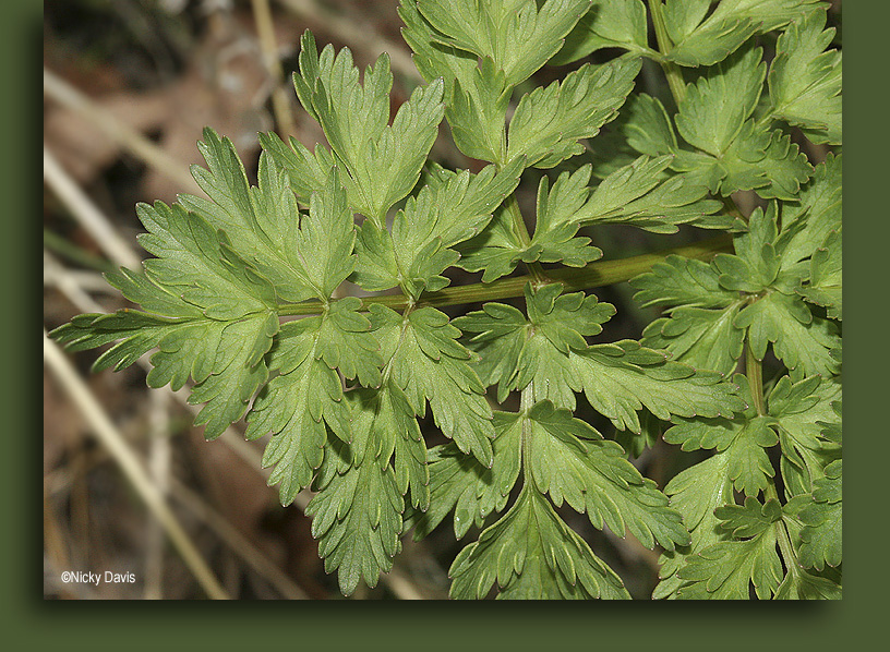 leaves of Lomatium dissectum or Indian Parsley