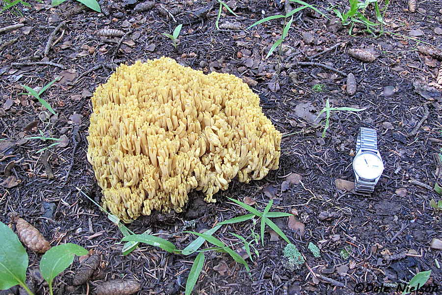 large coral mushroom