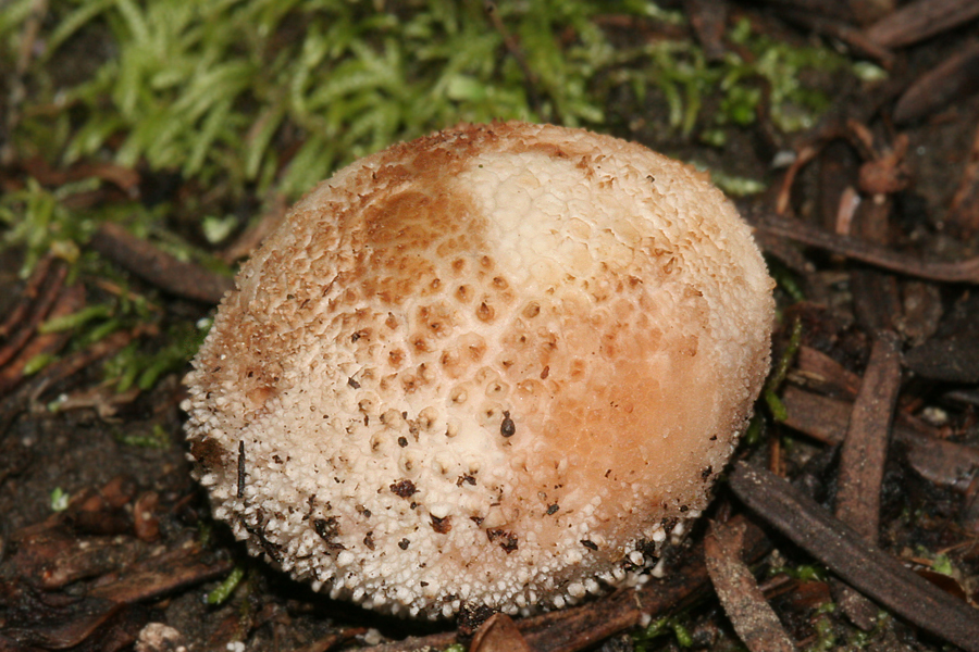 lycoperdon perlatum- Common Puffball