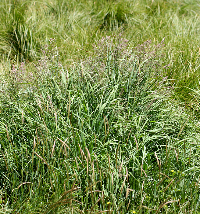 rough bent grass