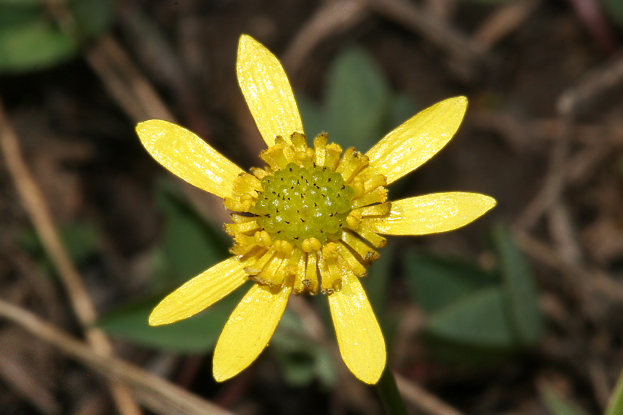 Ranunculus alismifolius var. montanus
