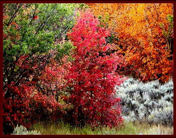 Fall Colors in South Fork of Provo Canyon, Utah County, Utah  ©NJDavis