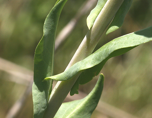 stem and leaves