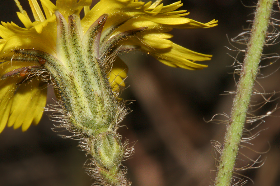 showing sepals