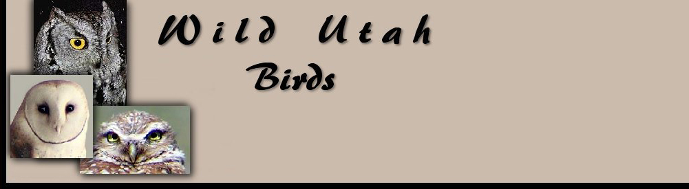 Title Birds for Wild Utah