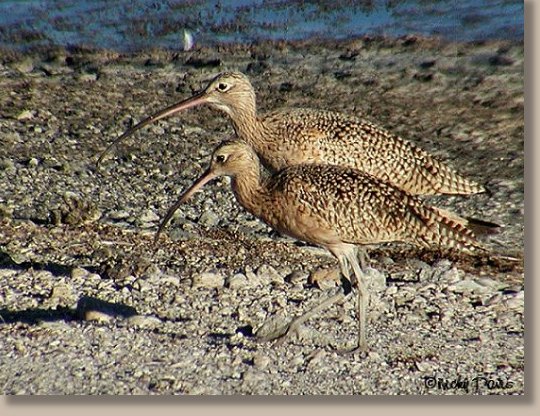 Long-billed Curlew out for a stroll