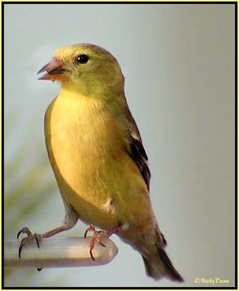 Female American Goldfinch in breeding plumage