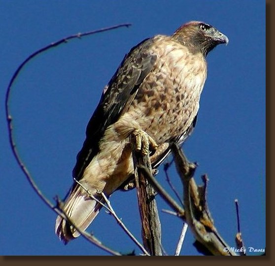 Red-tailed Hawk, Adult