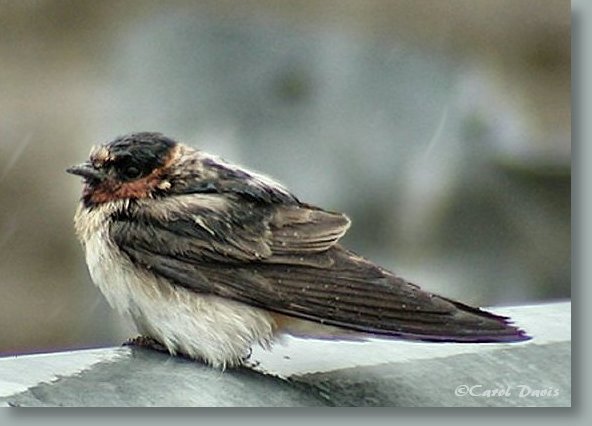 Cliff Swallow at BRMBR ©Carol Davis