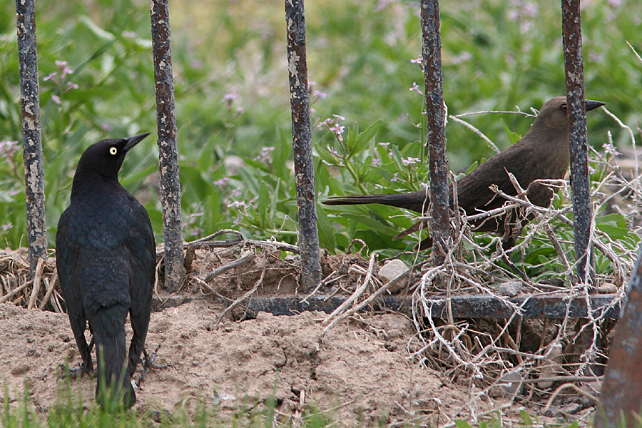 Male Blackbird following female