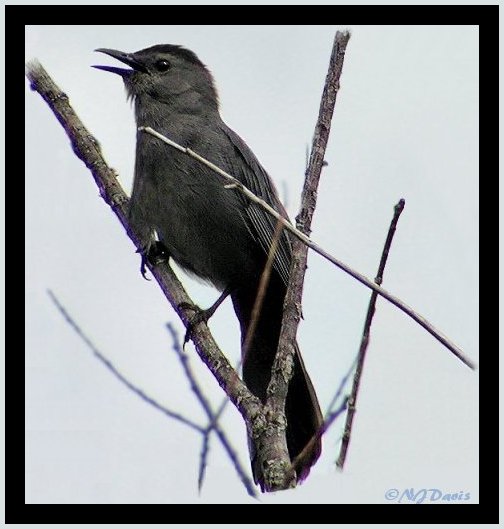 Gray Catbird singing