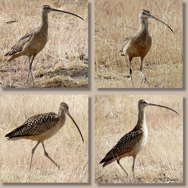 Long billed Curlew chasing grasshoppers