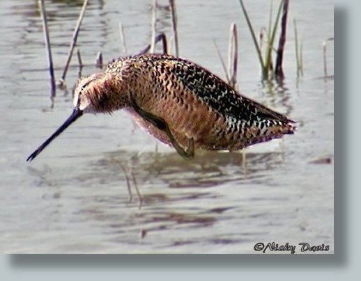 Long-billed Dowitcher at Bear River MBR 5-11-03  ©NJDavis, Scolopacidae Limnodromus scolopaceus