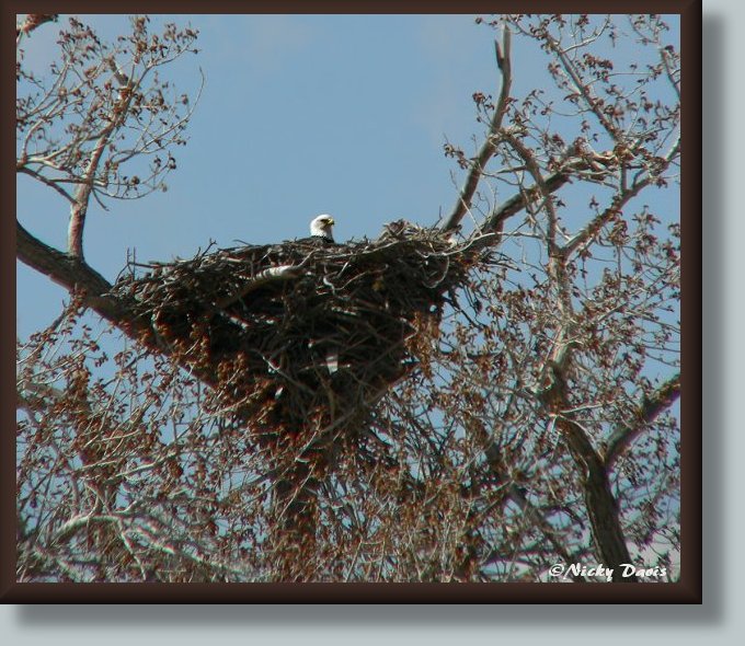 Photo of Bald Eagle Nest