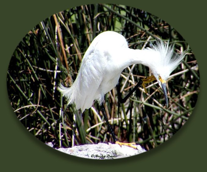 Snowy Egret with head feathers raised