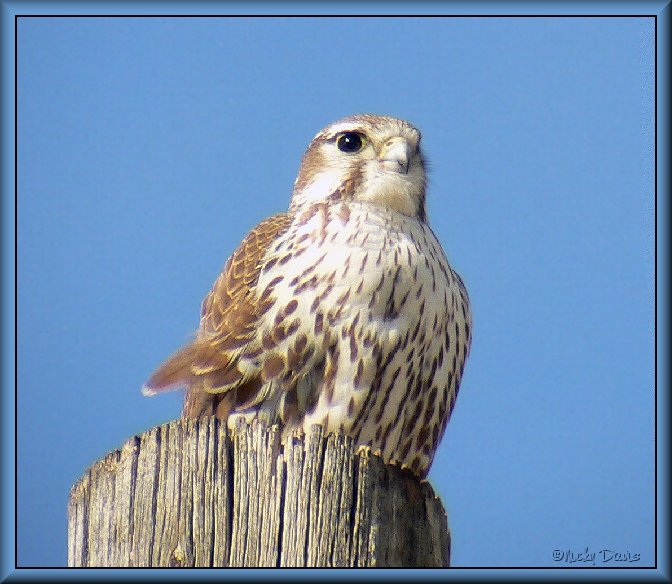 Juvenile Prairie Falcon