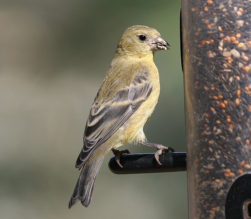 female Lesser Goldfinch