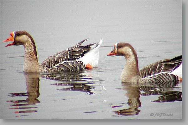 Graylag Geese at Decker Lake 11-02-03 ©NJDavis,  Anatidae Anser anser