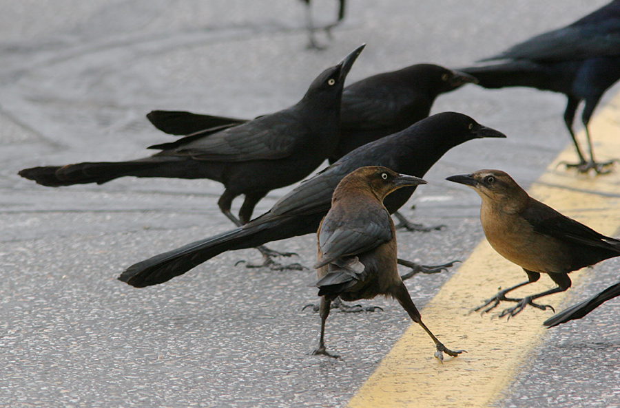 male and female grackles