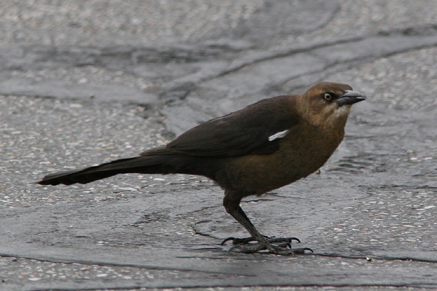 female great-tailed Grackle