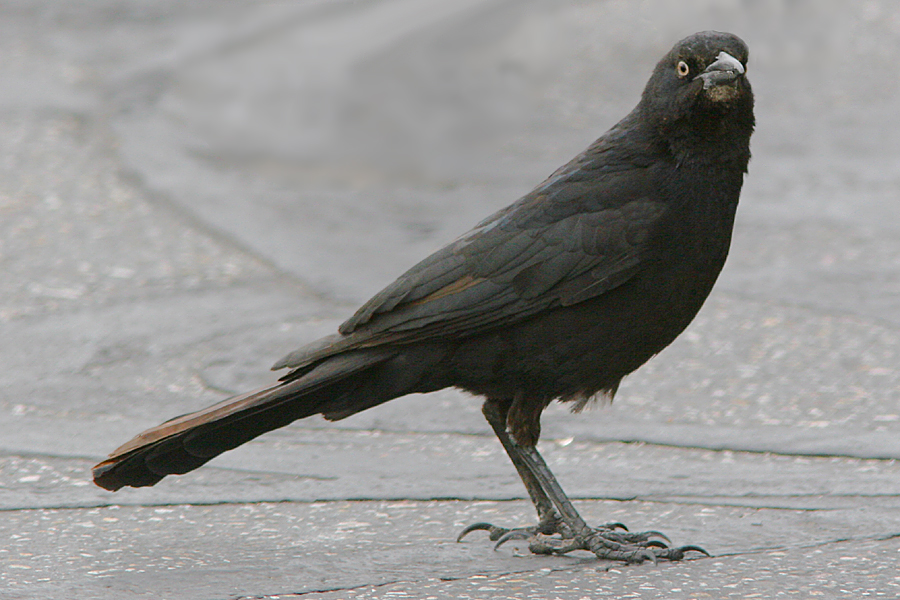 male Grackle