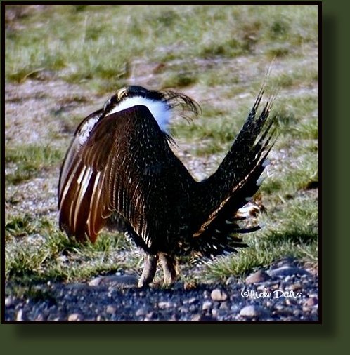 Male Sage Grouse during display dance (King of the Lek)