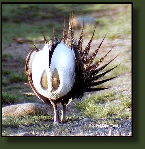 Greater Sage Grouse showing partial inflation of air sacs