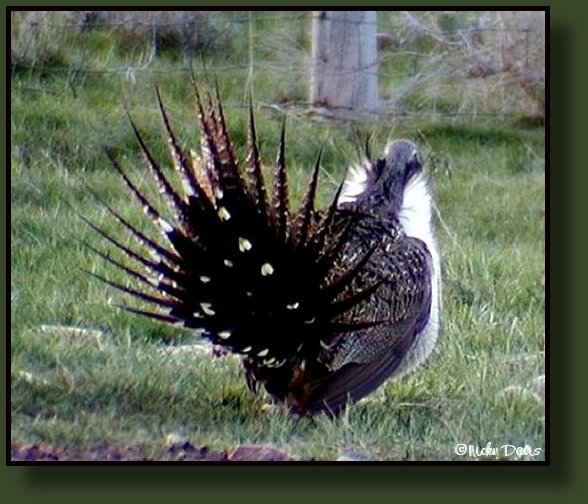 Greater Sage Grouse exhibiting tail during display dance