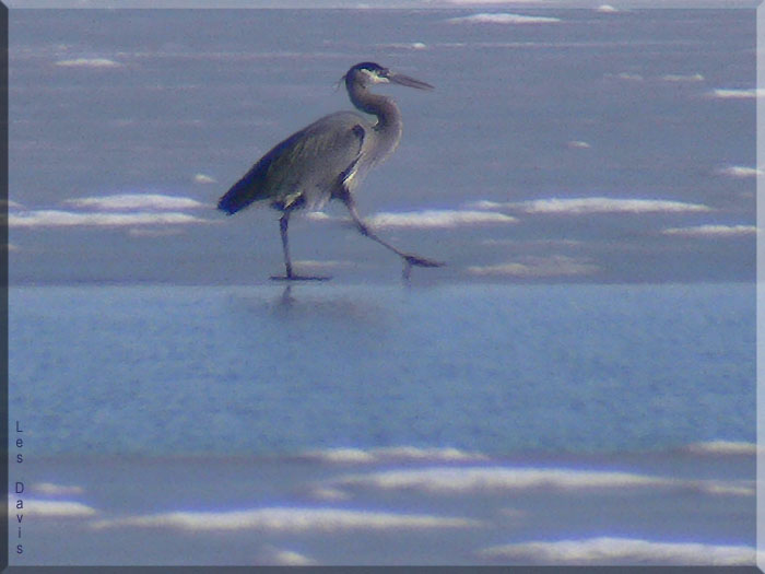 Great Blue Heron walking on ice