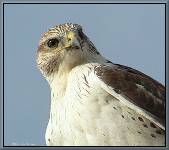 Adult Ferruginous Hawk, light morph with light markings