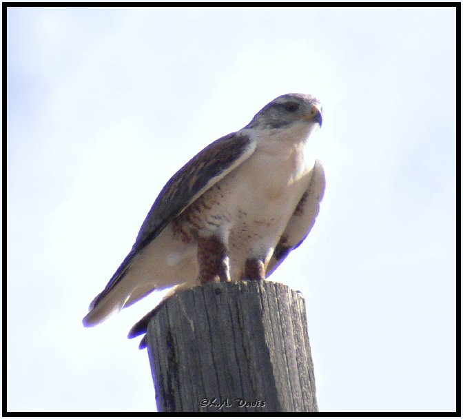 Adult Ferruginous Hawk - light morph with moderate markings