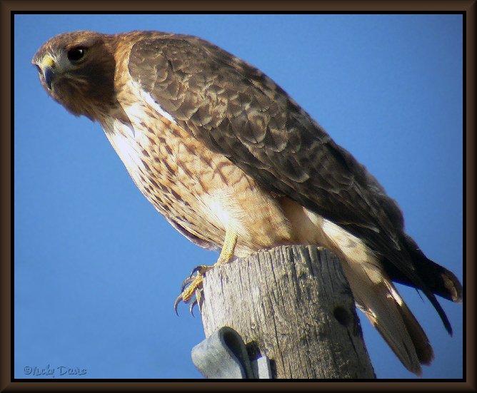 Light morph Adult Red-tailed Hawk