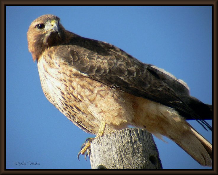 Light Morph Adult Red-tailed Hawk