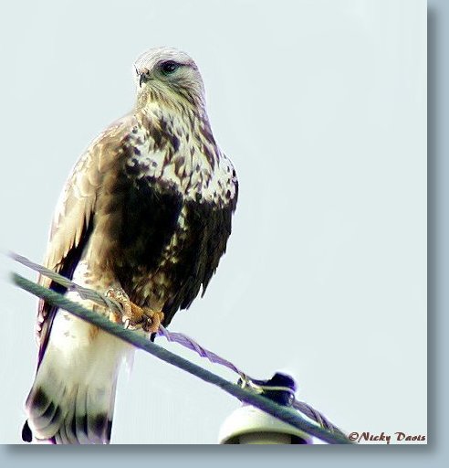 Female Rough-legged Hawk