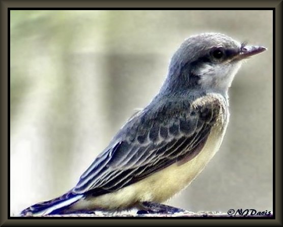 Juvenile Western Kingbird, Draper Garden