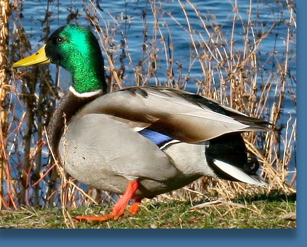 male Mallard Duck