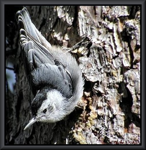 Male White-breasted Nuthatch at Silver Lake, Big Cottonwood Canyon, 08-02-02 © NJDavis
