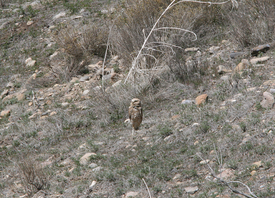 Male Burrowing Owl guarding burrow at Saratoga Springs, April 10, 2013
